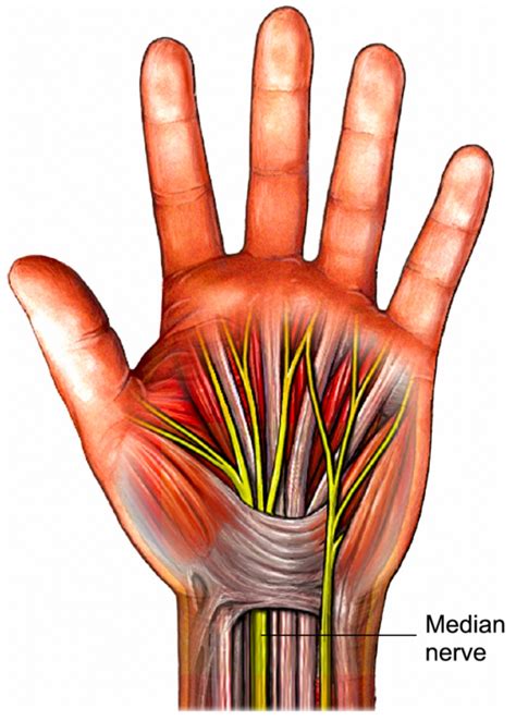 median nerve for carpal tunnel